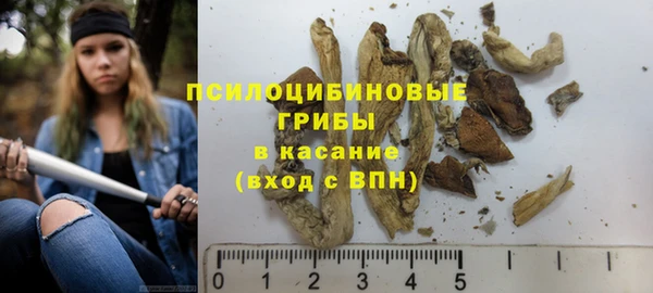 прущие грибы Дмитров